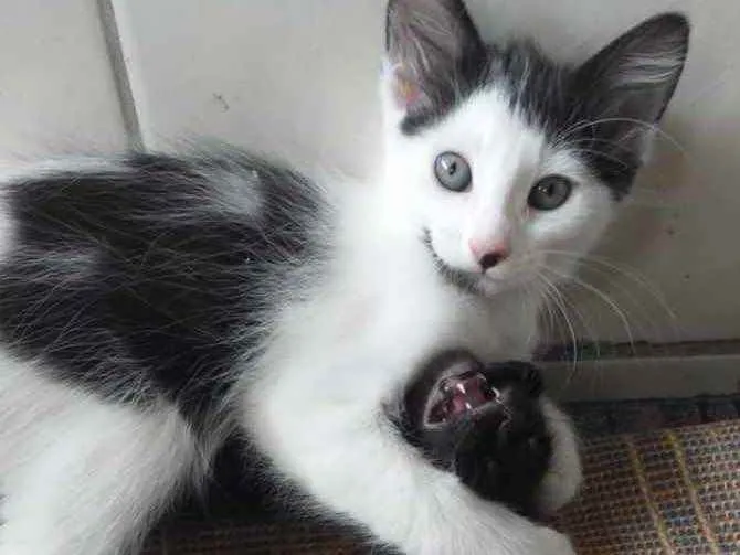 Gato ra a SRD idade 2 a 6 meses nome Levi 