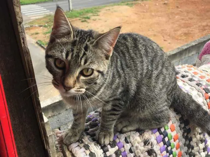 Gato ra a  idade  nome Tigre