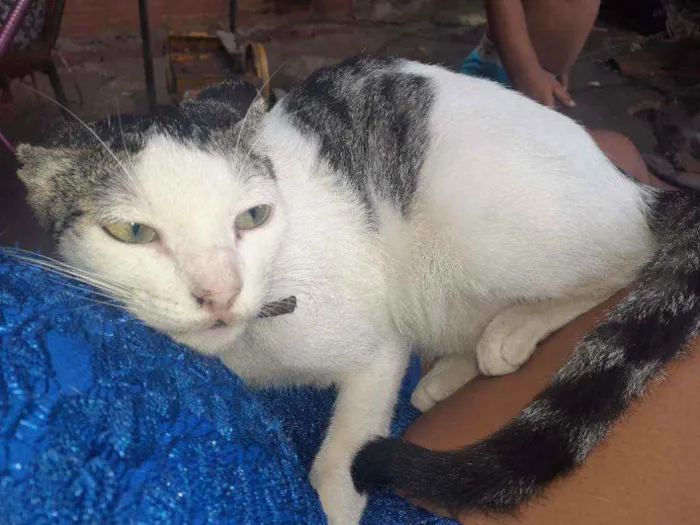 Gato ra a Não sei idade 2 a 6 meses nome Colosso,verdinha,sem