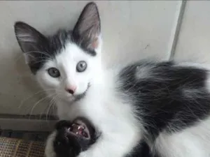 Gato raça SRD idade 2 a 6 meses nome Levi 