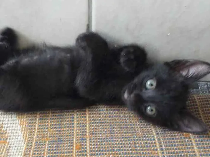 Gato ra a SRD idade 2 a 6 meses nome Shofy 