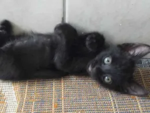 Gato raça SRD idade 2 a 6 meses nome Shofy 
