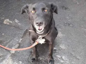 Cachorro raça SRD idade 2 anos nome Sem nome 