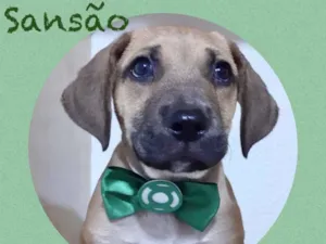 Cachorro raça Srd idade 2 a 6 meses nome Sansão 