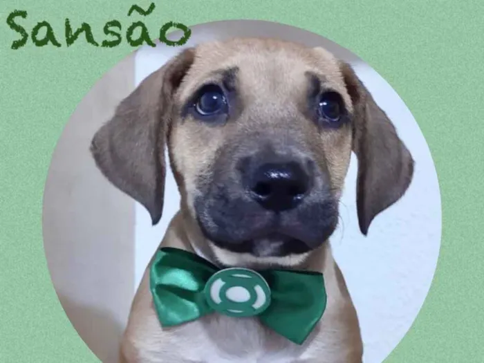 Cachorro ra a Srd idade 2 a 6 meses nome Sansão