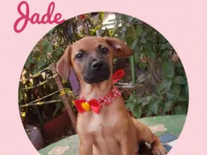 Cachorro raça Srd idade 2 a 6 meses nome Jade