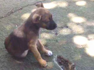Cachorro raça Vira lata com labrador idade 2 a 6 meses nome macho  linguinha