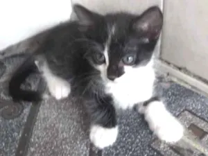 Gato raça SRD idade 2 a 6 meses nome Pietro 