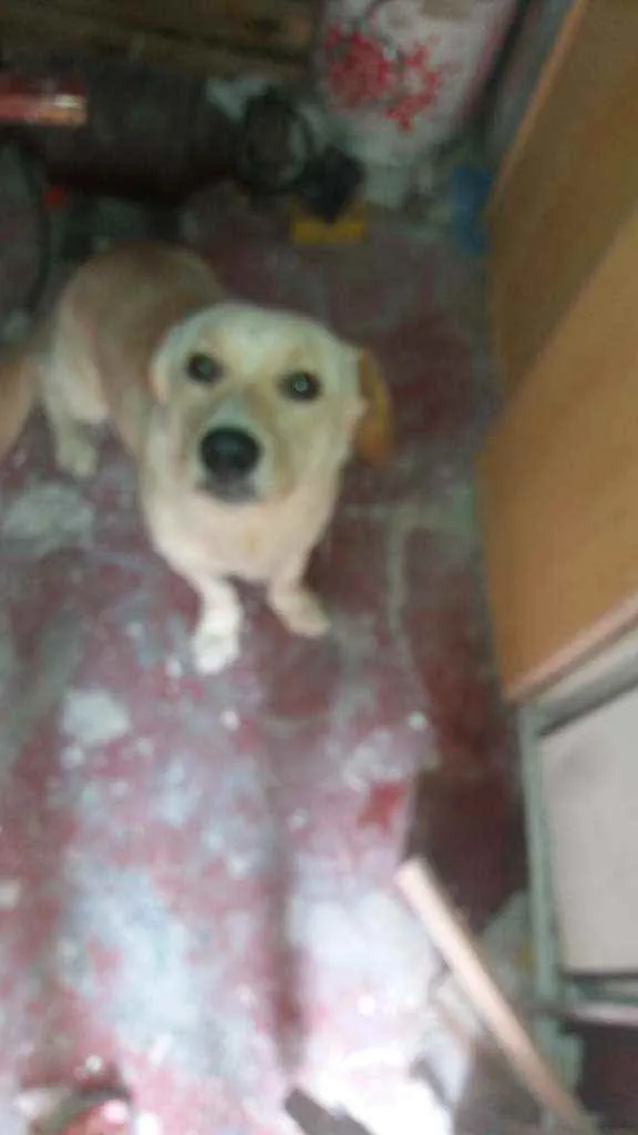 Cachorro raça Labrador com vira-lata idade 1 ano nome Lucky