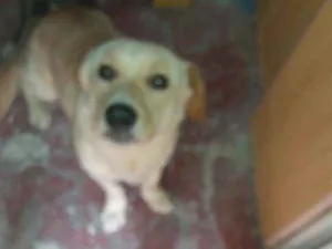 Cachorro raça Labrador com vira-lata idade 1 ano nome Lucky