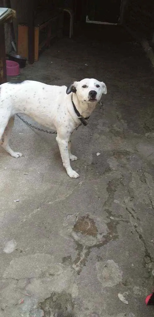 Cachorro ra a Mistura com dálmatas idade 7 a 11 meses nome Luna