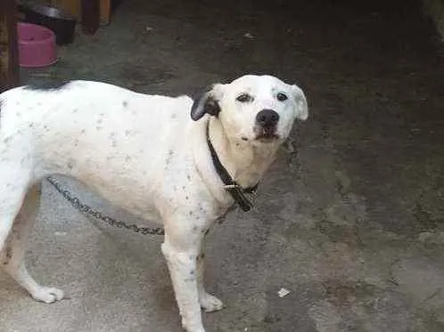 Cachorro ra a Mistura com dálmatas idade 7 a 11 meses nome Luna