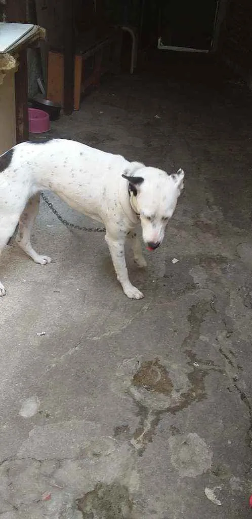 Cachorro ra a Mistura com dálmatas idade 7 a 11 meses nome Luna