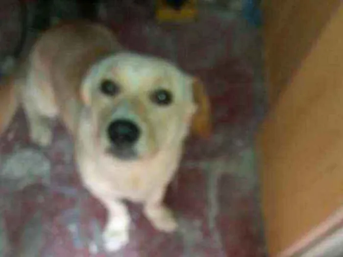 Cachorro raça Labrador com vira-lata idade 1 ano nome Lucky