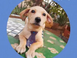 Cachorro raça Srd idade 2 a 6 meses nome Marley