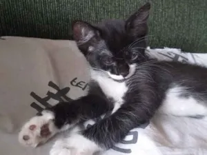 Gato raça SRD idade 2 a 6 meses nome Anastácia 