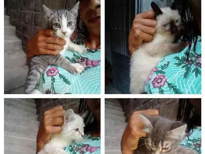 Gato ra a Vira lata idade Abaixo de 2 meses nome Gatinhos filhotes