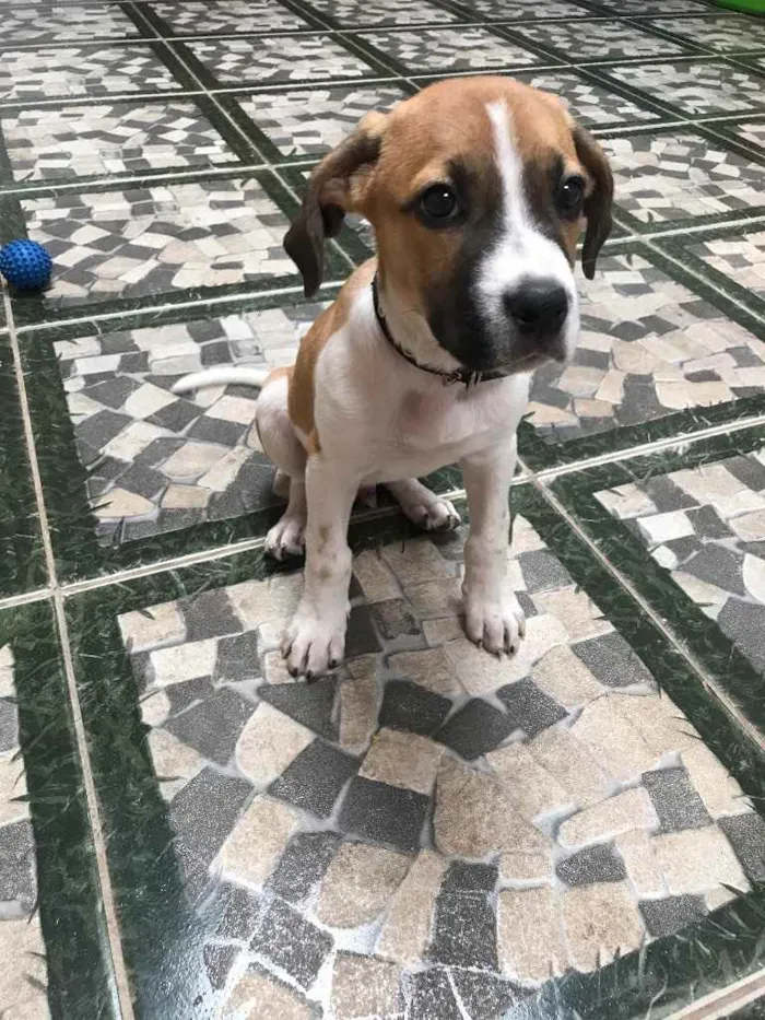 Cachorro ra a Não sei idade 2 a 6 meses nome Bob 