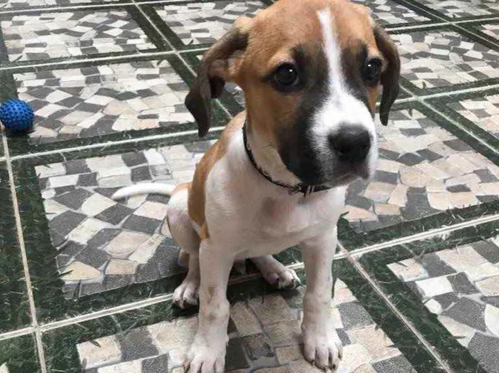 Cachorro ra a Não sei idade 2 a 6 meses nome Bob 