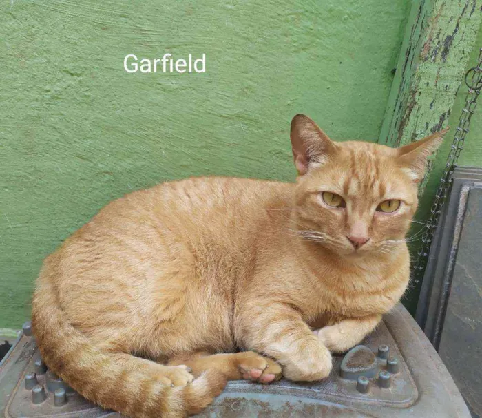 Gato ra a Misto idade 5 anos nome Garfield