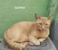 Garfield