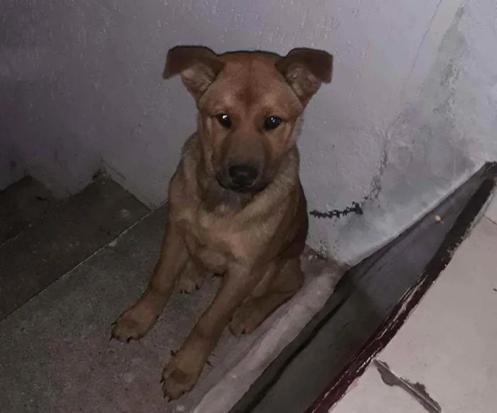 Cachorro ra a Vira-lata idade 2 a 6 meses nome Théo 