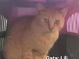 Lili