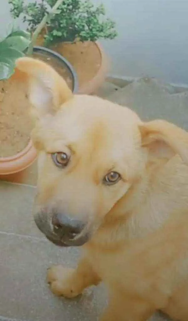 Cachorro ra a Vira-lata idade 2 a 6 meses nome Théo 