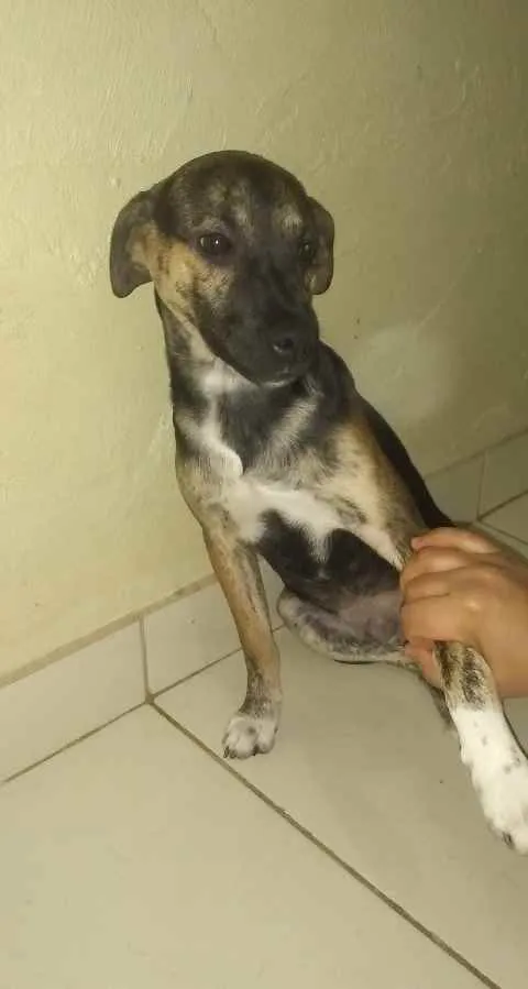 Cachorro ra a  idade 2 a 6 meses nome Teodoro