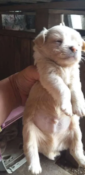 Cachorro raça Pischer com viralata idade Abaixo de 2 meses nome Sem nome