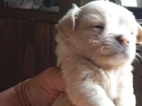 Cachorro ra a Pischer com viralata idade Abaixo de 2 meses nome Sem nome