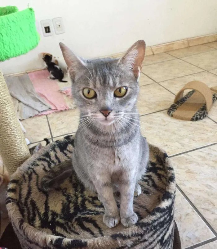 Gato ra a Srd idade 7 a 11 meses nome Pandora