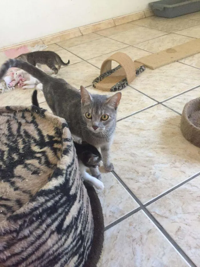 Gato ra a Srd idade 7 a 11 meses nome Pandora