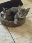 Pandora
