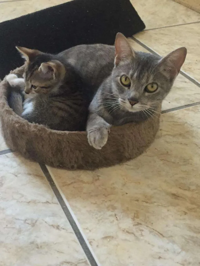 Gato ra a Srd idade 7 a 11 meses nome Pandora