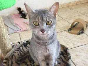Gato raça Srd idade 7 a 11 meses nome Pandora