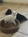 Gasparzinho
