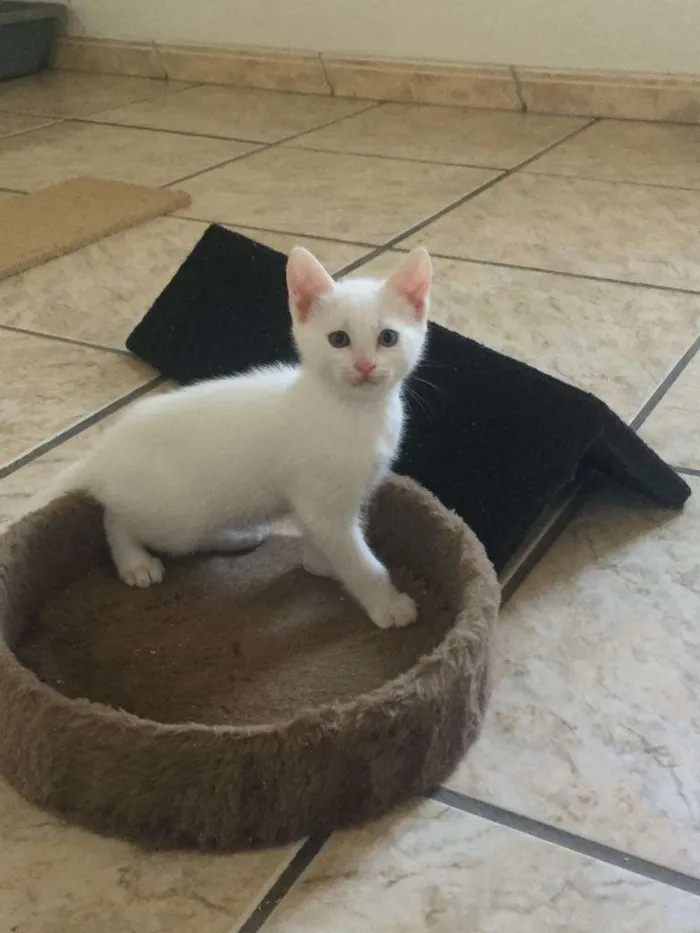 Gato ra a SRD-ViraLata idade Abaixo de 2 meses nome Gasparzinho