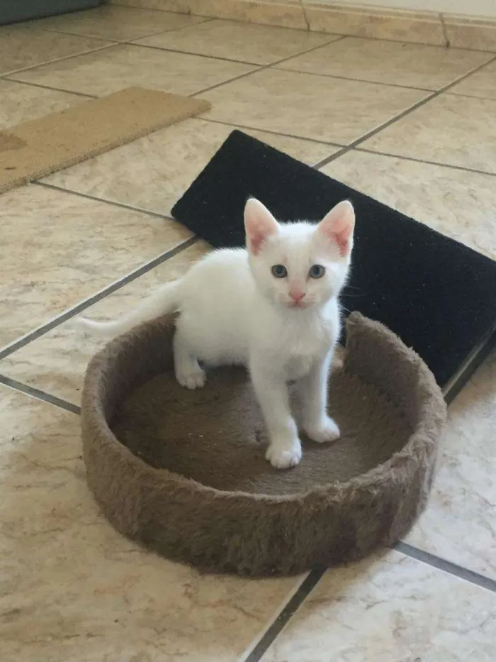 Gato ra a SRD-ViraLata idade Abaixo de 2 meses nome Gasparzinho