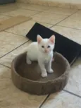 Gasparzinho