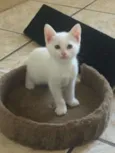 Gasparzinho