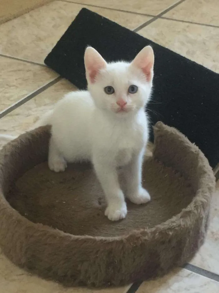 Gato ra a SRD-ViraLata idade Abaixo de 2 meses nome Gasparzinho