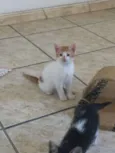 Kiko