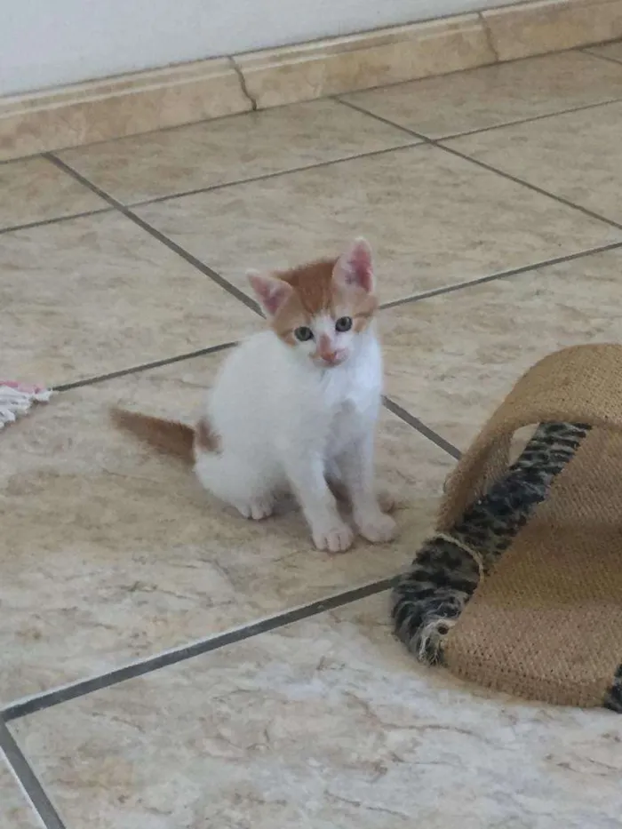 Gato ra a SRD-ViraLata idade Abaixo de 2 meses nome Kiko