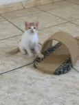 Kiko
