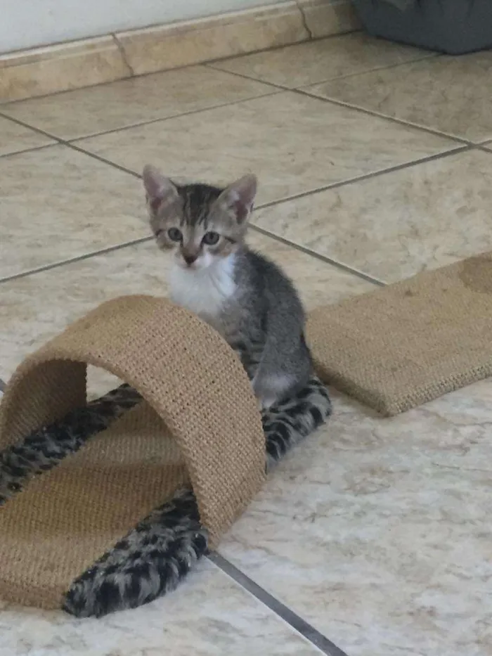 Gato ra a SRD-ViraLata idade Abaixo de 2 meses nome Eros