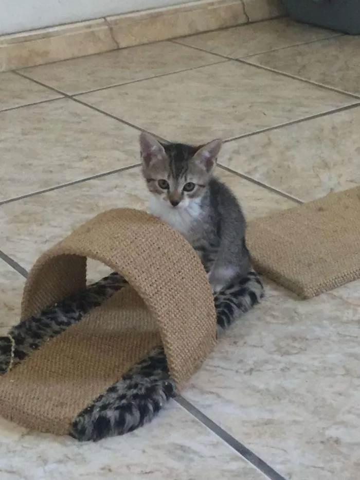 Gato ra a SRD-ViraLata idade Abaixo de 2 meses nome Eros