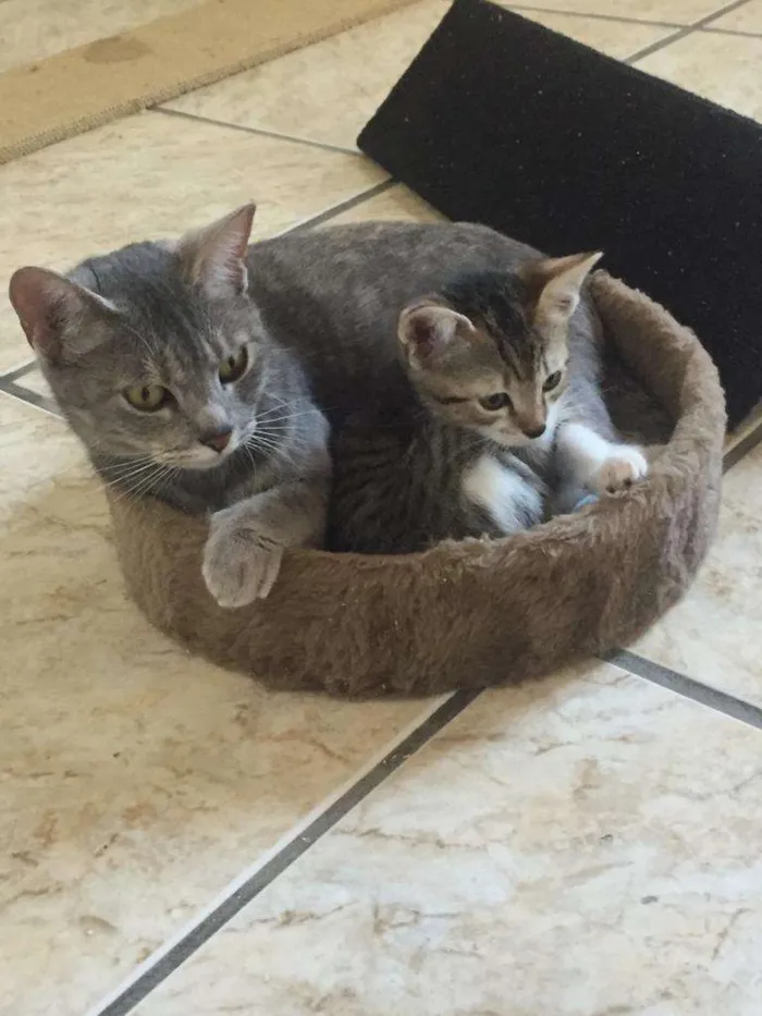 Gato ra a SRD-ViraLata idade Abaixo de 2 meses nome Eros