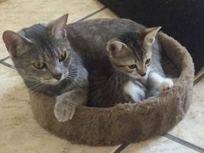 Gato ra a SRD-ViraLata idade Abaixo de 2 meses nome Eros