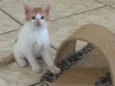 Kiko